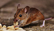24 Hour & Emergency Exterminators in T A F B, OK